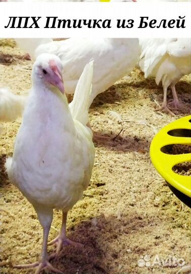 Куры молодки несушки, разные в наличии