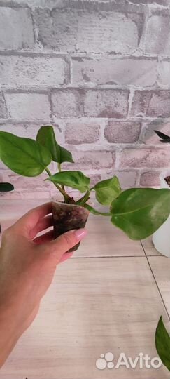 Комнатные растения