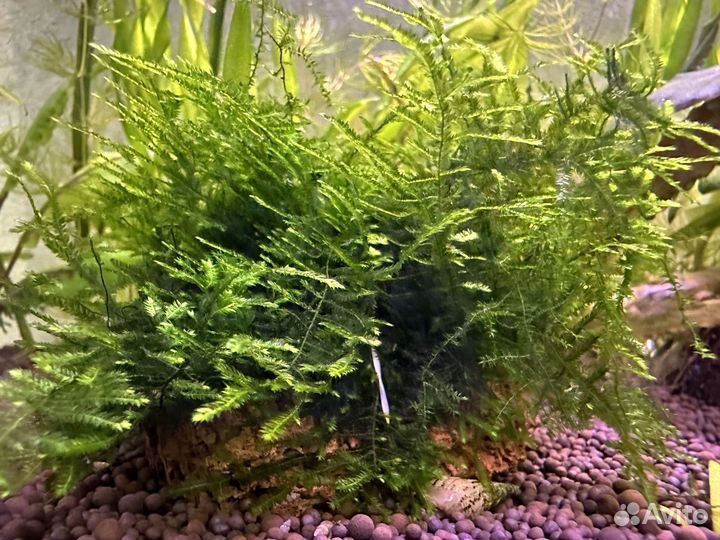 Аквариумные растения прополка