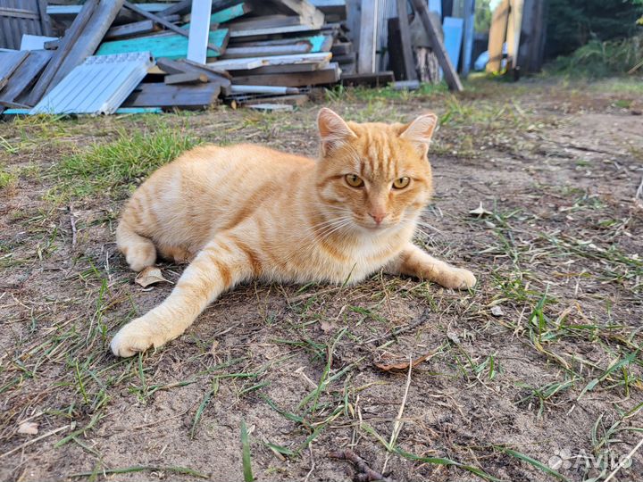 Кот ищет дом