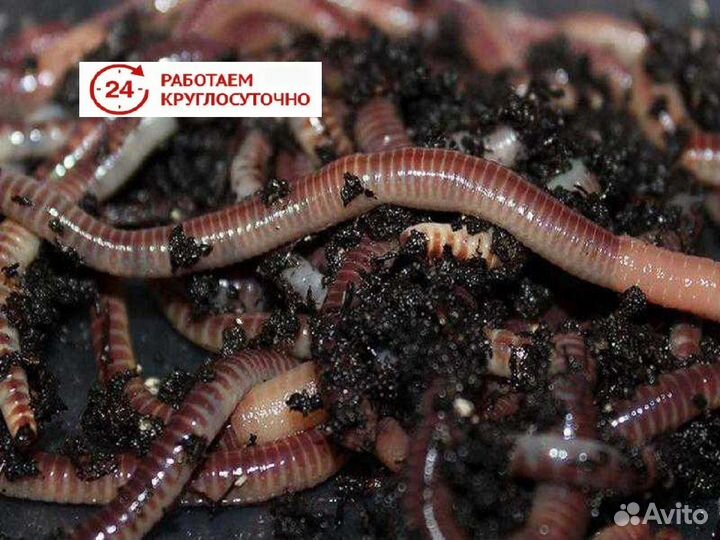 Червь дендробена 24/7