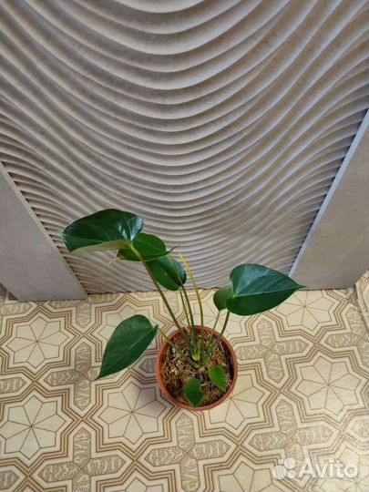 Сортовые антуриумы