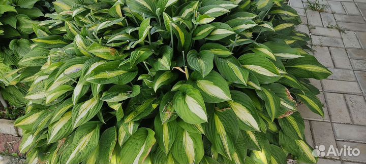 Хризантема, хоста, флоксы, гортензия, брунера