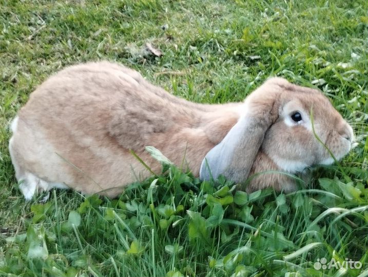 Кролики мясных пород, молодые петушки