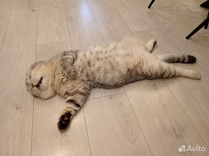 Шотландец вислоухий вязка