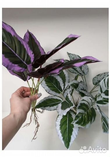 Муляж(слива и киви), лаванда для интерьера