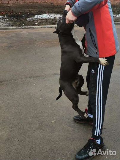 Вязка амстафф питбуль амбули