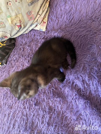 Котенок бесплатно