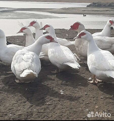 Продам индоуток