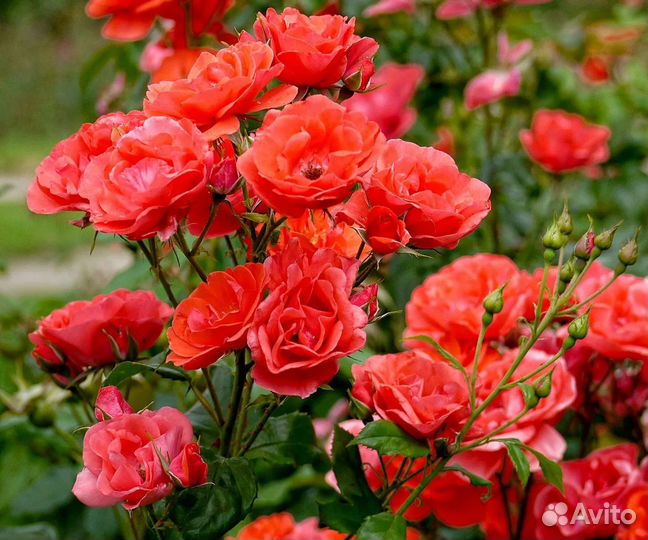 Розы в ассортименте