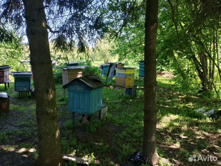Пчелы пасека под ключ