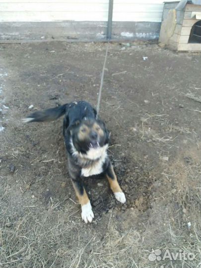 Умный пёсик