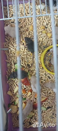 Крыса дамбо