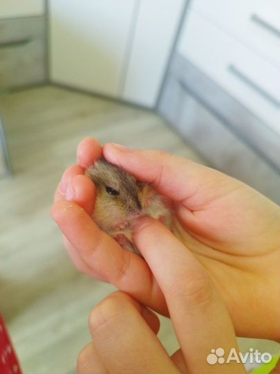 Джунгарские хомячки