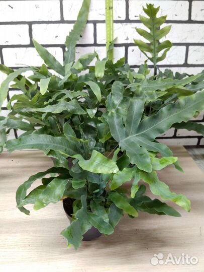 Папоротник флебодиум голубая звезда