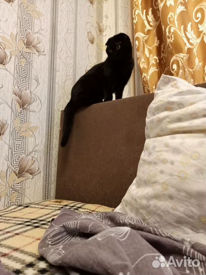 Вислоухая кошка