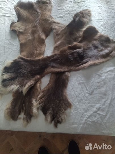 Продам камус согжоя (олень)