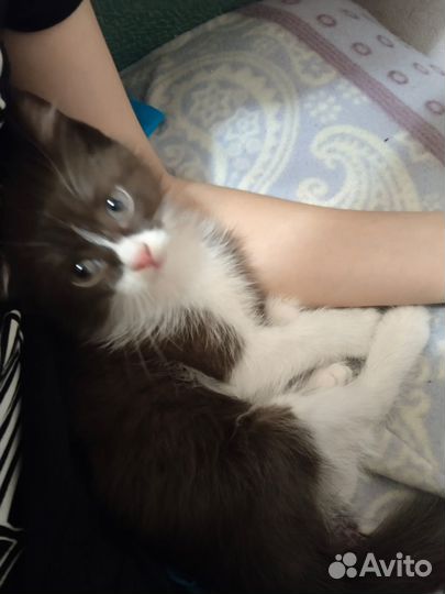 Котенок красавчик мальчик