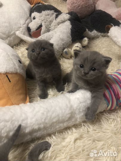 Британские котята