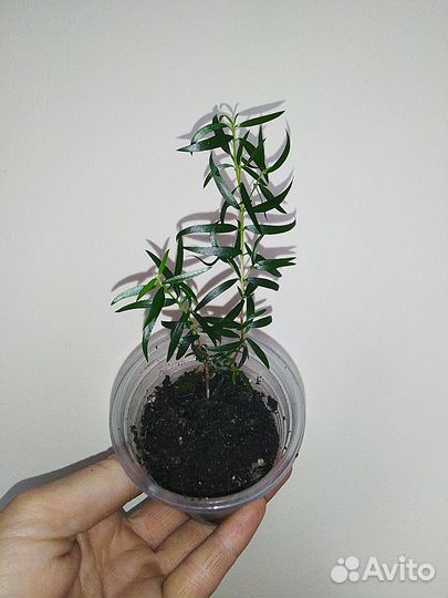 Мирт,Серисса