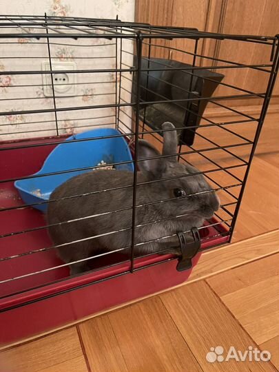 Декоративный кролик с клеткой