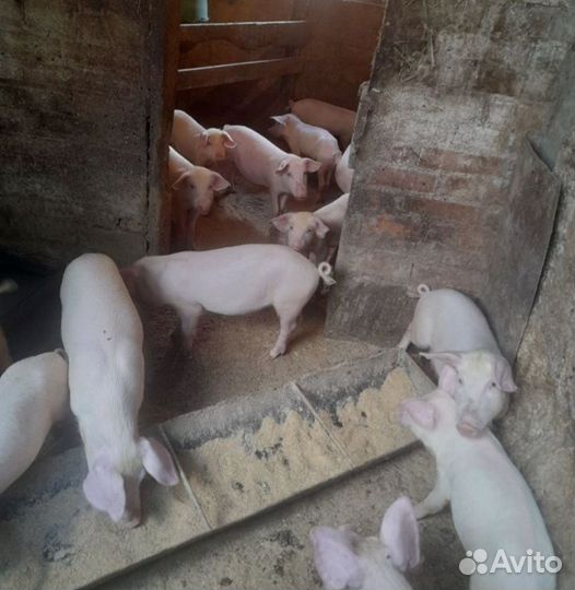 Поросята