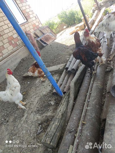 Куры и петухи брама