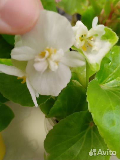 Бегония махровая вечноцветущая