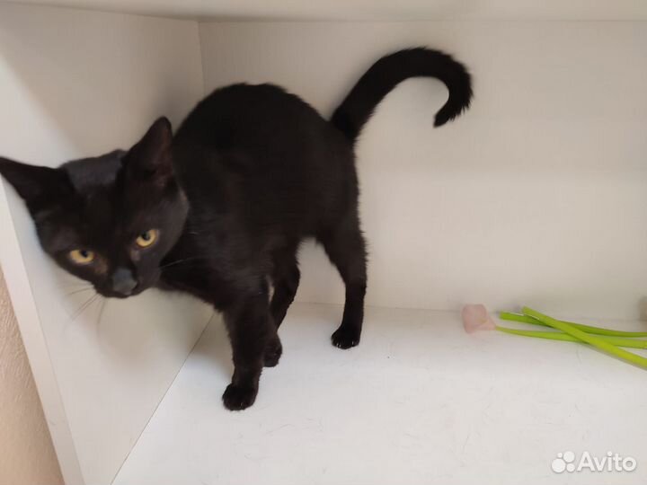 Чёрному коту Афоне негде жить