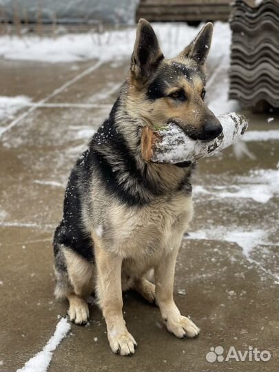 Вязка восточноевропейская овчарка