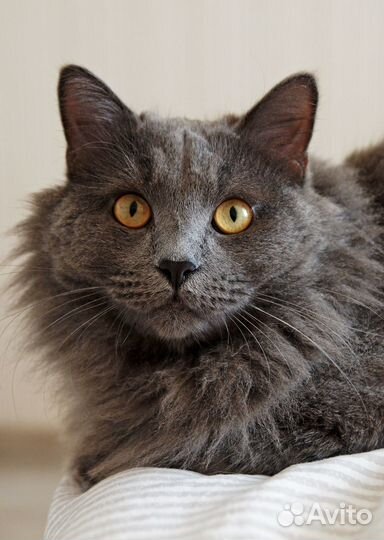 Нежнейший кот Захар в поисках дома