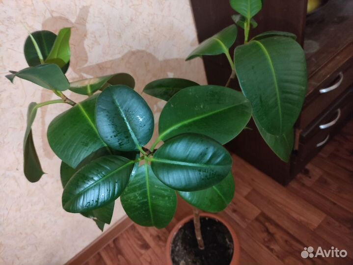 Фикус каучуконосный большой