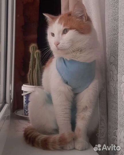 Кошка в дар