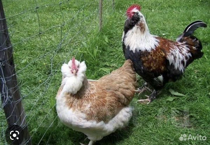 Петушки фавероль