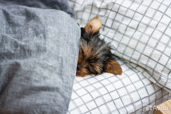 Йоркширский терьер