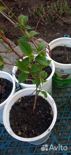 Войлочная вишня саженцы