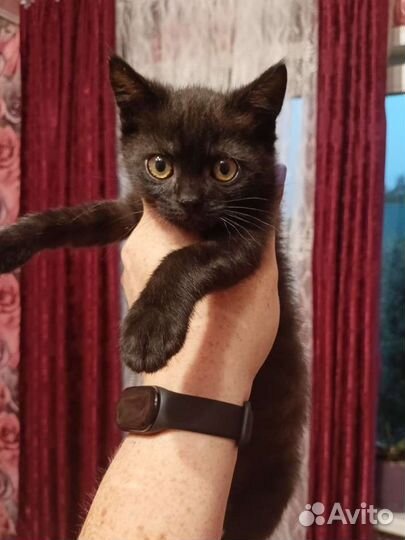 Черный котёнок Черная кошечка в добрые руки