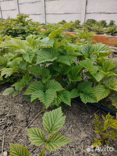 Саженцы малины Маравилла