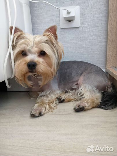 Йоркширский терьер вязка