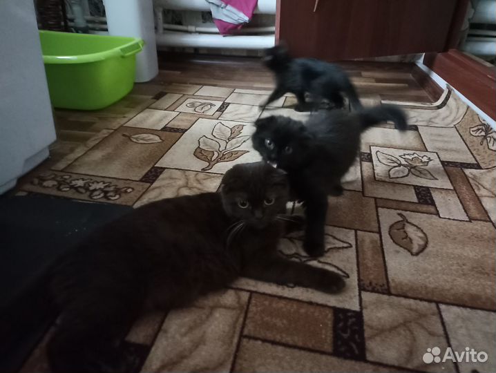 Котята шотландской вислоухой кошки