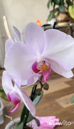 Кора сосны для орхидей