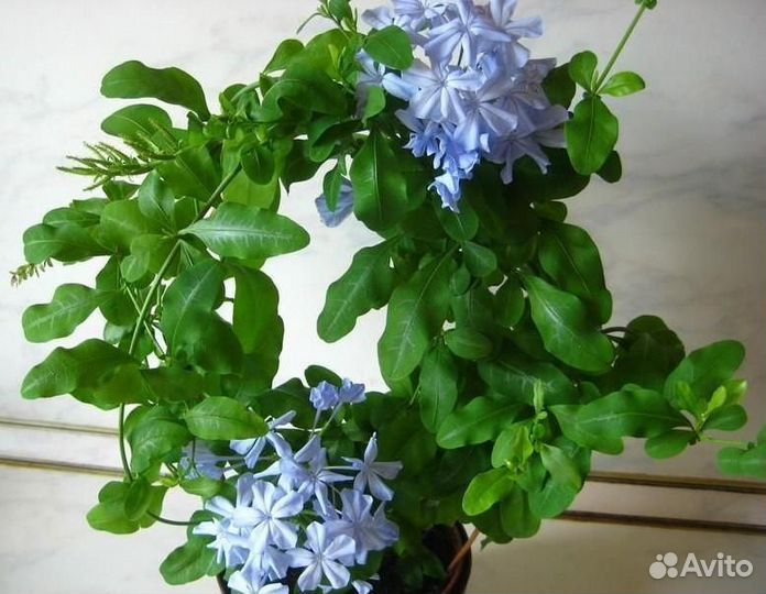 Растения для дома и сада