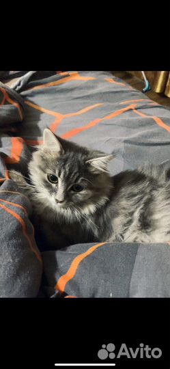 Ангорская кошка в добрые руки