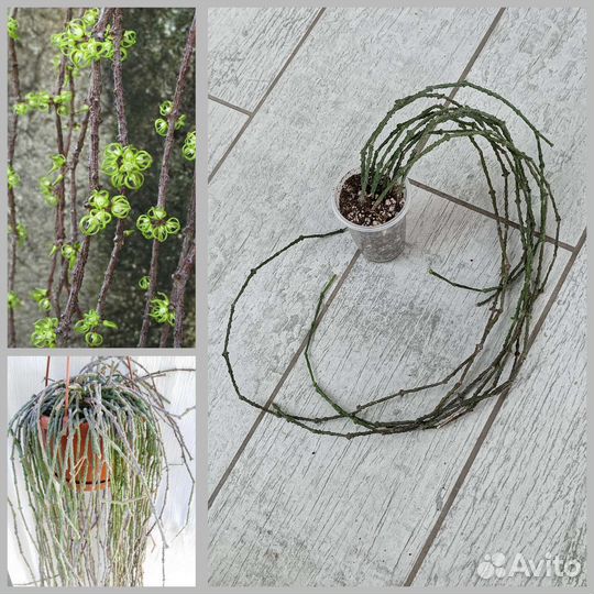 Церопегии, хавортии, рипсалисы и до