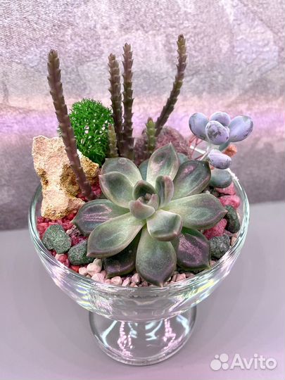Флорариум с суккулентами