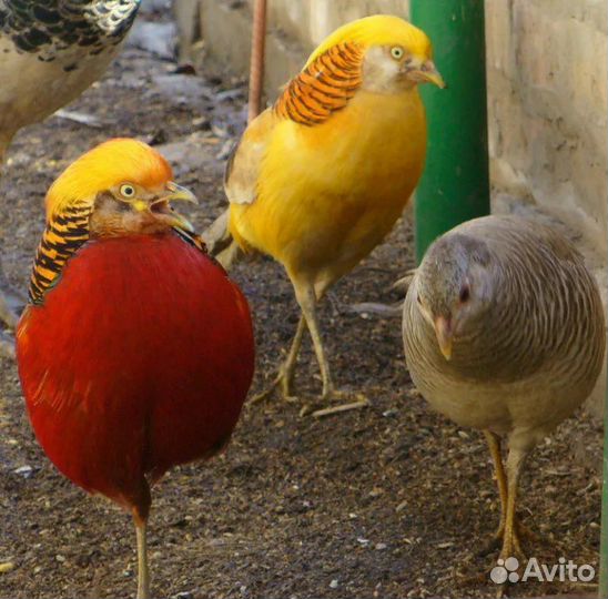 Цеплята фазана золотой, охотоничий, алмазный