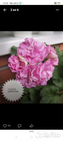 Герань пеларгония розебудные, тюльпанки, зоналки