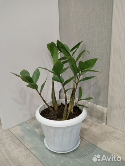 Сансевиерия, замиокулькас, драцена, табернемонтана