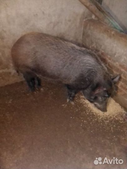 Вьетнамский вислобрюхий хряк