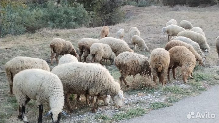 Овцы бараны